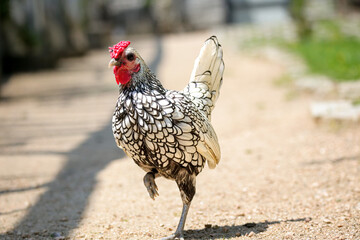 Sebrytka variety of one of the smallest hens in the world