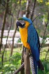 Beautiful large parrot, blue macaw sitting on a wooden post