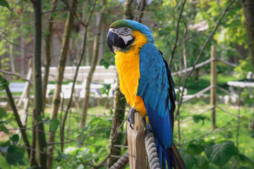 Beautiful large parrot, blue macaw sitting on a wooden post