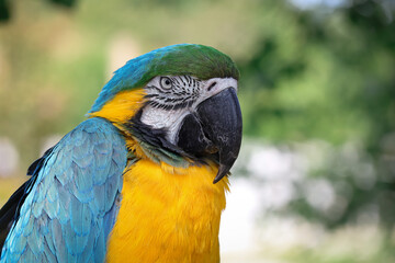 Beautiful large parrot, blue macaw sitting on a wooden post
