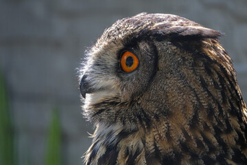 Eagle owl ordinary, portrait of an owl with orange eyes