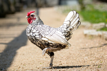 Sebrytka variety of one of the smallest hens in the world