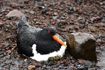 Oystercatcher on nest