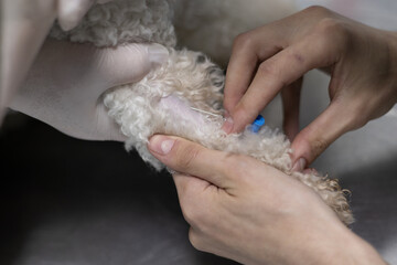 A dog in vomiting put an intravenous catheter for a dropper. Close-up of an intravenous catheter being placed in a dog's vein. The sick dog was brought to the veterinary clinic for treatment.