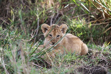 Baby lion sitting in long green grass, looking into camera, a close-up