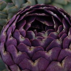 Fresh purple artichoke close up. Organic healthy food, square