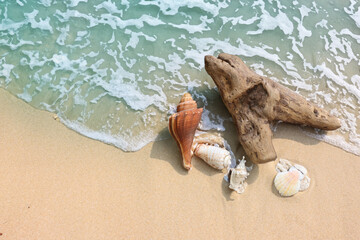 砂浜の貝殻と流木