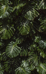 Naklejka na ściany i meble Monstera plant in tropical forest, botanical garden