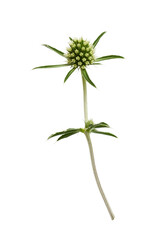 Flower of eryngium isolated on white or transparent background