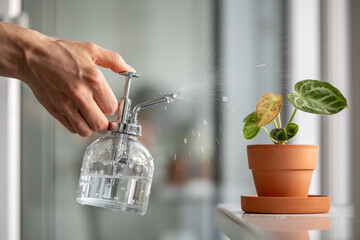 Woman spraying plant in clay pot. Female hand sprays water on small Anthurium Silver Blush...