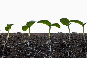 Young sprouts of cucumbers with roots on a white background