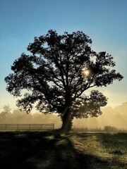 Fog and Tree at Sunrise on a Farm