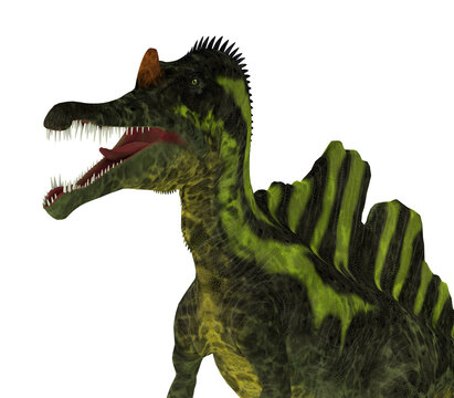 Ichthyovenator Dagger Teeth - Ichthyovenator was a theropod Spinosaurus dinosaur that lived in Laos, Asia in the Cretaceous Period.