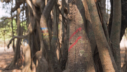 navigation markers on tropical trees along a hiking trail