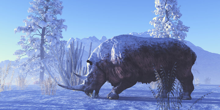 Woolly Rhinoceros - A Woolly Rhinoceros eats a plant during a winter day in Europe during the Pleistocene Era.