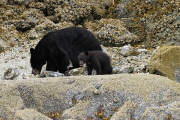 Mama & baby bear in the woods