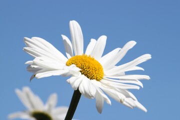 daisy in the sky