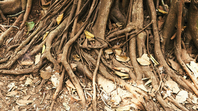 trunks of Ficus bengalensis trees are rooted in the ground