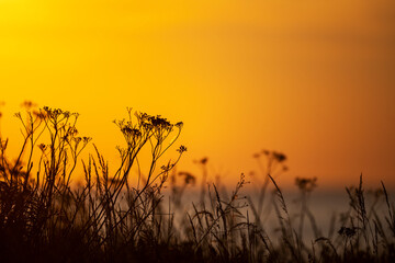 Vivid orange colored sundown behind flowers