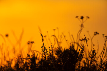 Orange sunset sky with flowers in foreground