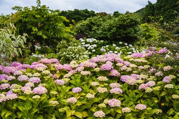 八面山のアジサイ
