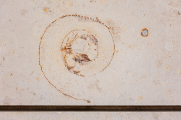 Fototapeta na wymiar ammonite on wall of modern sand-colored building. cross-section of shell of an ancient mollusk, fossils of historical value of the excavation. museum. work of paleontologists