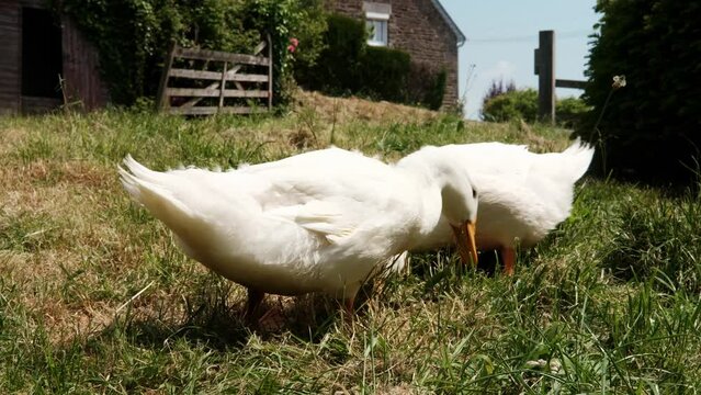 White ducks graze on green grass. Free range poultry.