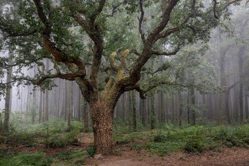 Fototapeta premium Oak tree in Sintra mountain forest with fog, Portugal
