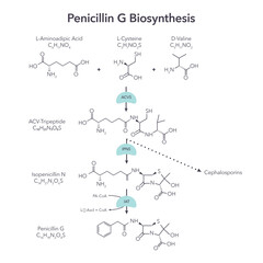 Penicillin G Biosynthesis scientific vector illustration