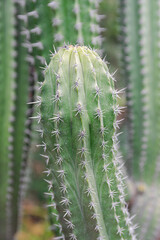 Polaskia chichipe, succulent cactus close view