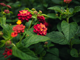 Red lantana flower