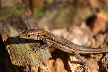 Young Tenerife lizard, (Gallotia galloti eisentrauti), leaning on a piece of wood, close view