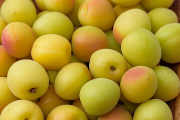 Yellow ripe small ume fruits (after harvest)