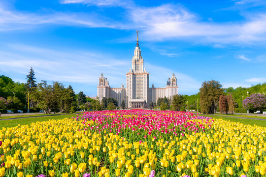 Bright tulips in front of the building of Moscow State University aka MGU in sunny weather. A colorful shot of a Russian landmark against a picturesque sky. Alley of tulips. Postcard or wallpaper