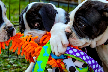 Three Black and White Puppies fighting over a Colorful Toy