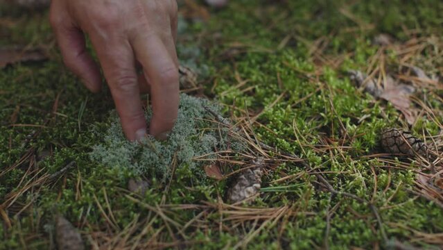 male hand finger touching gray moss in forest ground petting movements sexual concept pubis hair theme flirting dating conversation. imagination intimacy talking concept