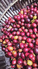The new red coffee pods have been harvested