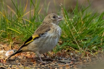 Newly fledged baby goldfinch bird having to fend for itself without a parent to feed it.  Fledgling eating seeds from grass foraging on the woodland floor in the forest in the summer