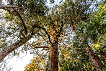 2023 03 18 Valsanzibio tree 2