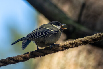 Baby great tit looking for food from parent in the woodland in the forest in the summer standing on a line of rope 