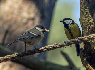 Baby great tit looking for food from parent in the woodland in the forest in the summer standing on a line of rope 