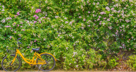 Fototapeta na wymiar Shared bicycle under the rose wall