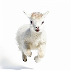 Fototapeta premium Adorable Cute Funny Baby Llama Animal Running Close Up Portrait Photo Illustration on White Background Nursery, Kid's, Children's room, pediatric office Digital Wall Print Art Nature Generative AI