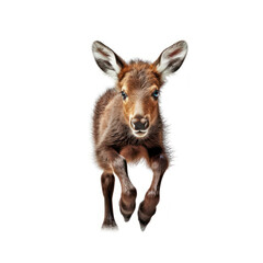 Adorable Cute Funny Baby Moose Animal Running Close Up Portrait Photo Illustration on White Background Nursery, Kid's, Children's room, pediatric office Digital Wall Print Art Nature Generative AI
