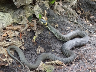 The one gray snake crawls on the ground in the forest