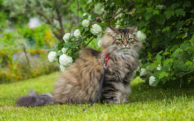 Kot Syberyjski na spacerze w ogrodzie
