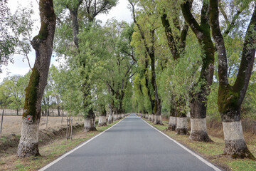 Fototapeta na wymiar Alameda dos Freixos, also known as the most beautiful road of Portugal is a tunnel of ash trees lined up along the road painted with white lime for signage, in Marvao, Portugal
