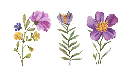 Botanical set of watercolor illustrations flowers and plants on a white background. hand painted .