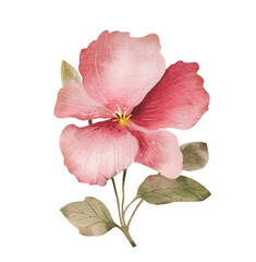 Large isolated pink flower, watercolor illustration for postcards and design.