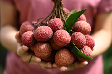 Lychee fruit holding by woman hand, Tropical fruit in summer season